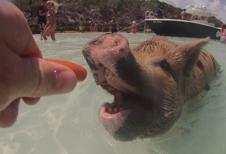 Andrew Shaw a nourri des cochons hier