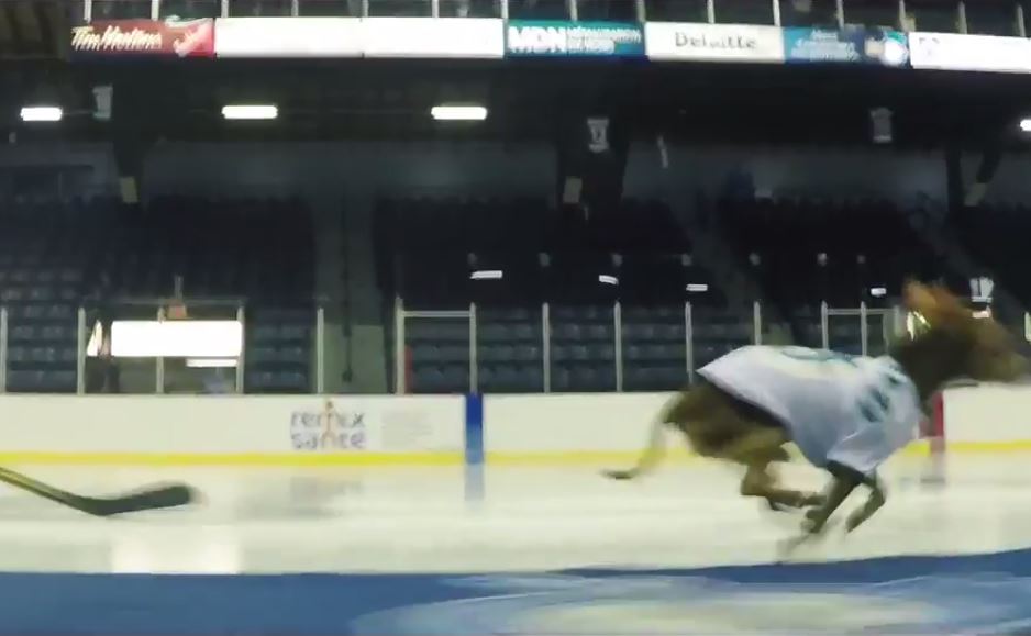 Après Shea Weber contre un cheval, un joueur québécois contre un chihuahua