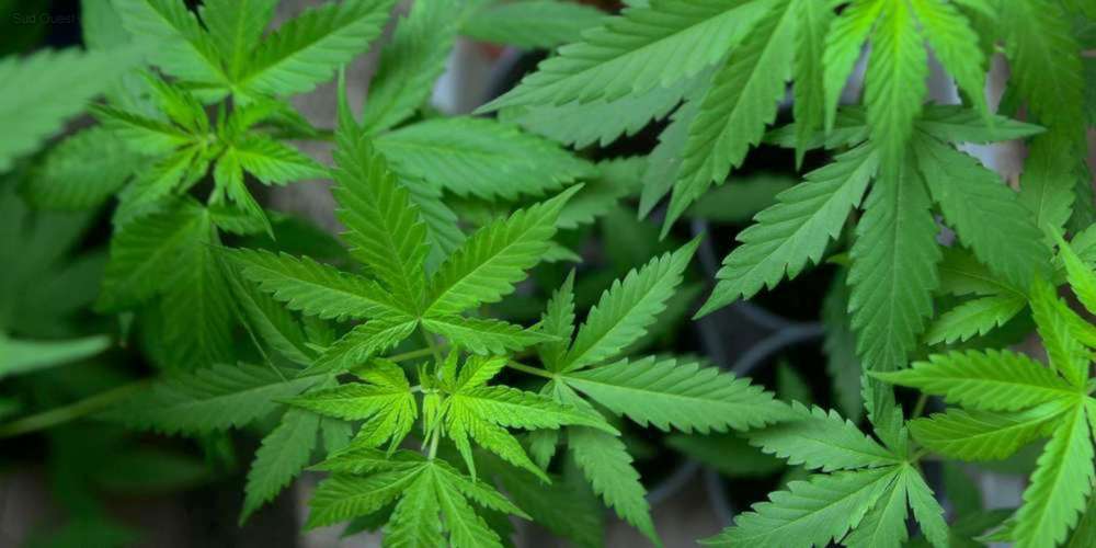 Michel Bergeron termine sa chronique en parlant&#8230; de cannabis?