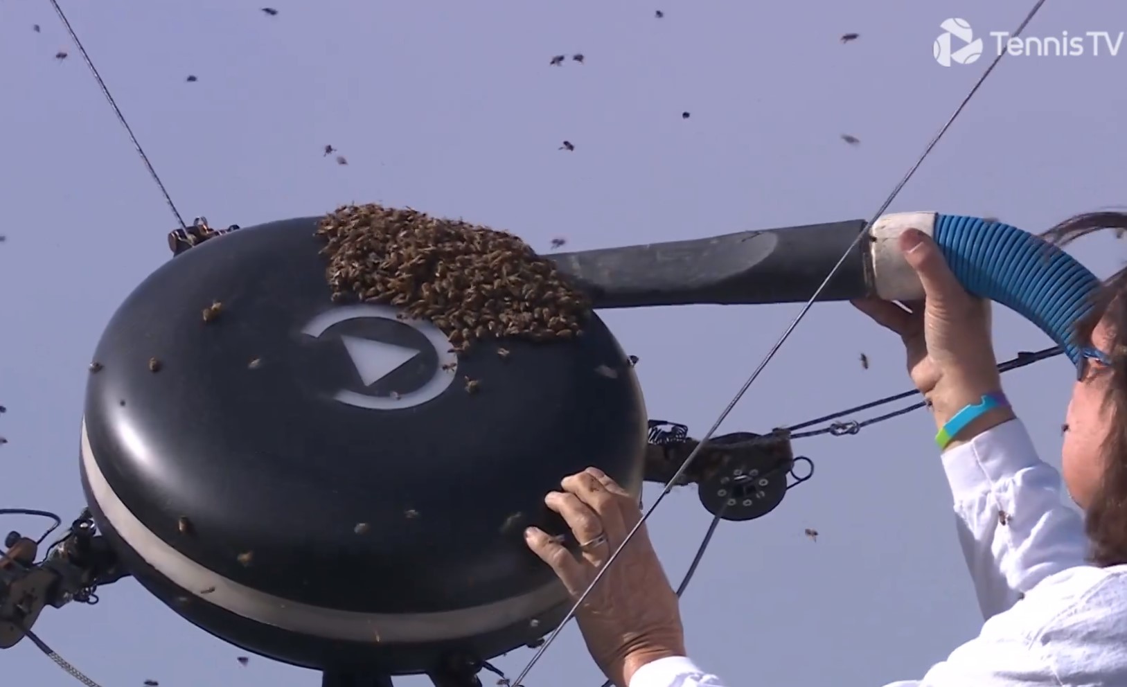 Ramasser des abeilles à l'aspirateur : une scène surréelle au tournoi de tennis d'Indian Wells